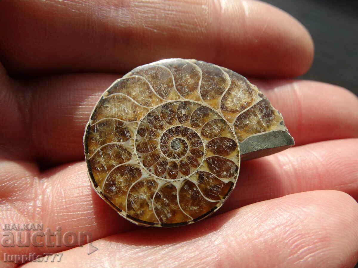 76,40 kth φυσικός αμμωνίτης Jurassic με τιμή 69.00 BGN | € 35.28 76,40 kth φυσικός αμμωνίτης Jurassic με τιμή 69.00 BGN | € 35.28