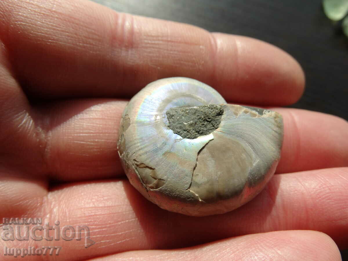 Δημοπρασία 76,40 kth φυσικός αμμωνίτης Jurassic Δημοπρασία 76,40 kth φυσικός αμμωνίτης Jurassic