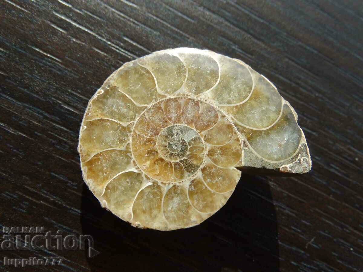 60.80 k natural Jurassic ammonite with price 79.00 BGN | € 40.39 60.80 k natural Jurassic ammonite with price 79.00 BGN | € 40.39