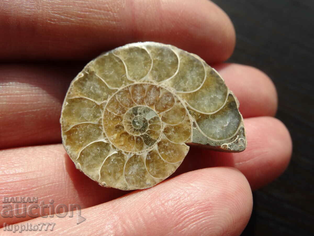 Auction 60.80 k natural Jurassic ammonite Auction 60.80 k natural Jurassic ammonite