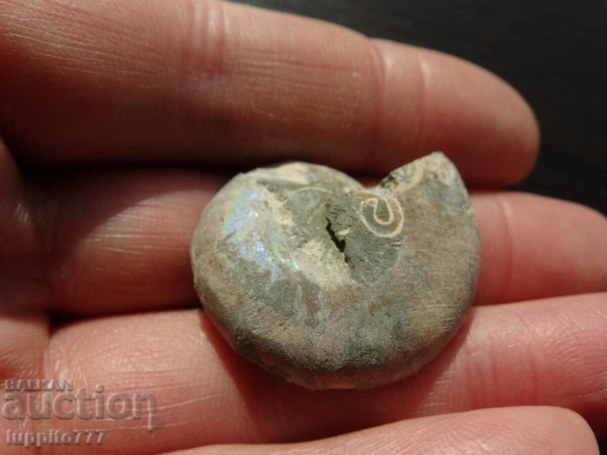 Delivery of 60.80 k natural Jurassic ammonite Delivery of 60.80 k natural Jurassic ammonite