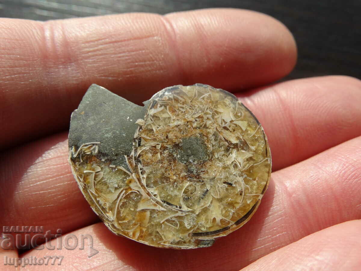 55,10 kth φυσικός αμμωνίτης Jurassic με τιμή 69.00 BGN | € 35.28