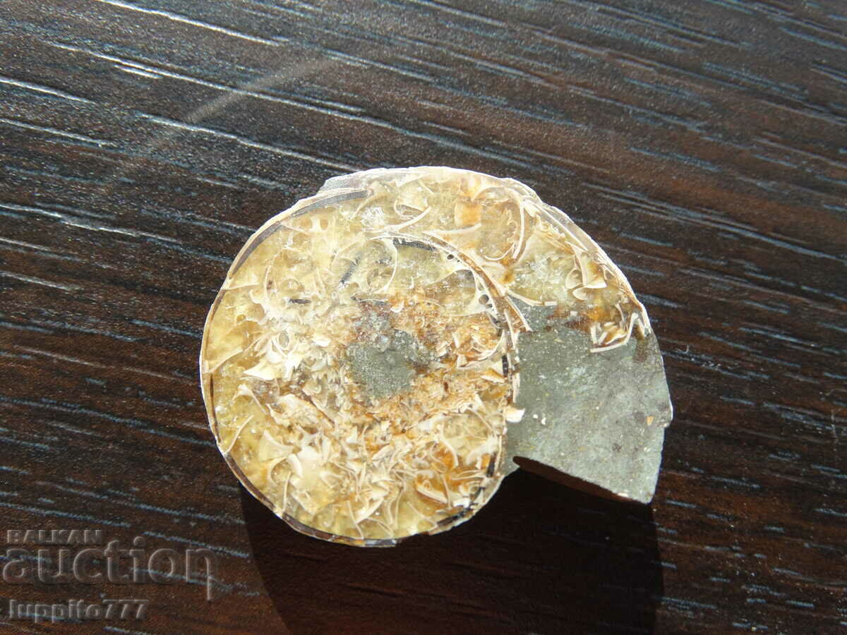 Δημοπρασία 55,10 kth φυσικός αμμωνίτης Jurassic