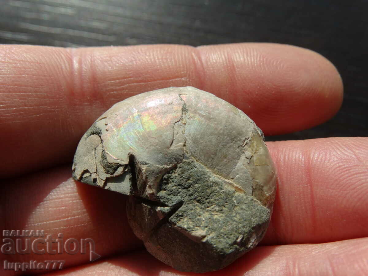 Παράδοση 55,10 kth φυσικός αμμωνίτης Jurassic