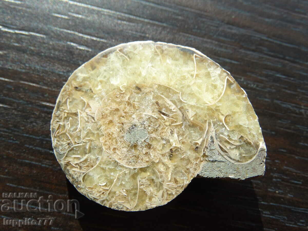 69.90 kth natural ammonite Jurassic with price 69.00 BGN | € 35.28 69.90 kth natural ammonite Jurassic with price 69.00 BGN | € 35.28