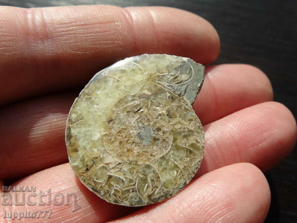 Auction 69.90 kth natural ammonite Jurassic Auction 69.90 kth natural ammonite Jurassic