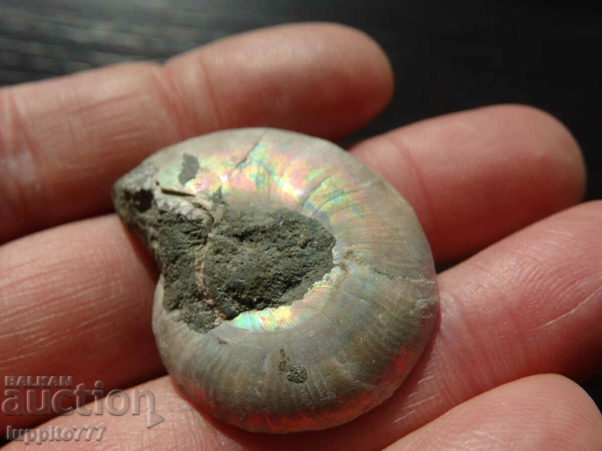 Delivery of 69.90 kth natural ammonite Jurassic Delivery of 69.90 kth natural ammonite Jurassic