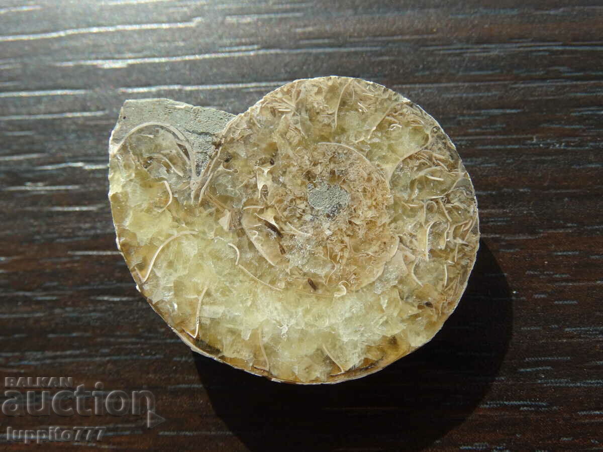 69.90 kth natural ammonite Jurassic