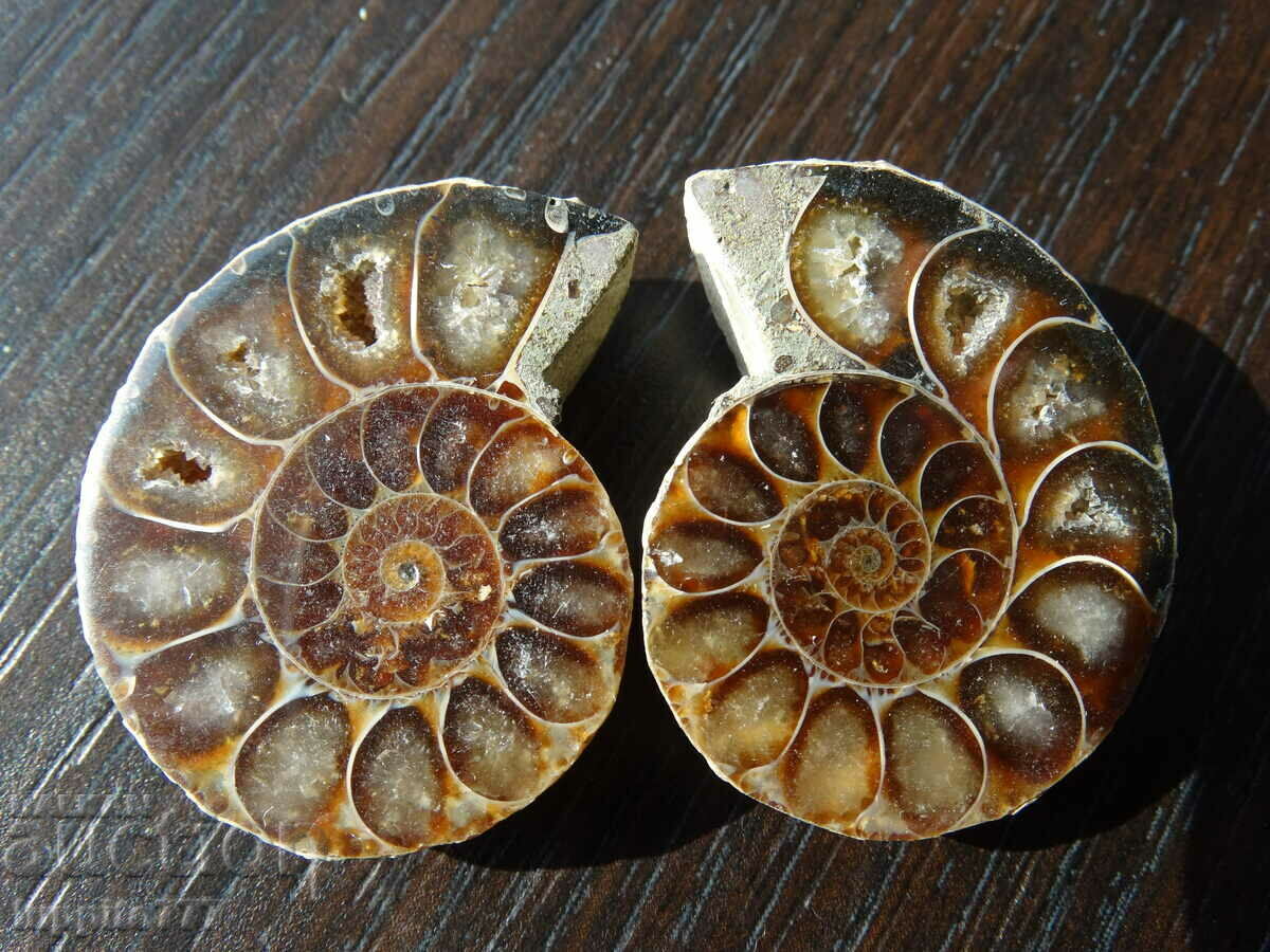 119.75 kth natural ammonite Jurassic 2 pcs. a pair with price 99.00 BGN | € 50.62 119.75 kth natural ammonite Jurassic 2 pcs. a pair with price 99.00 BGN | € 50.62