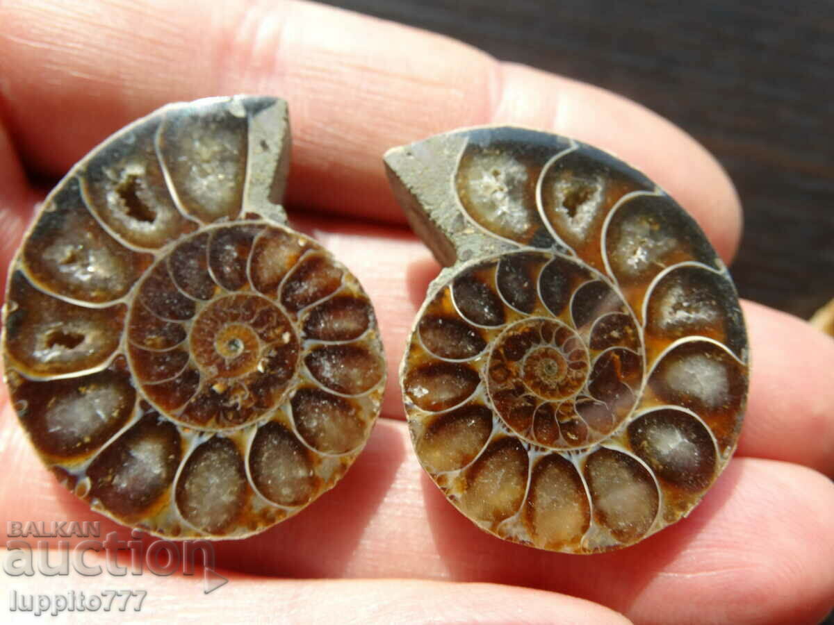 Auction 119.75 kth natural ammonite Jurassic 2 pcs. a pair Auction 119.75 kth natural ammonite Jurassic 2 pcs. a pair