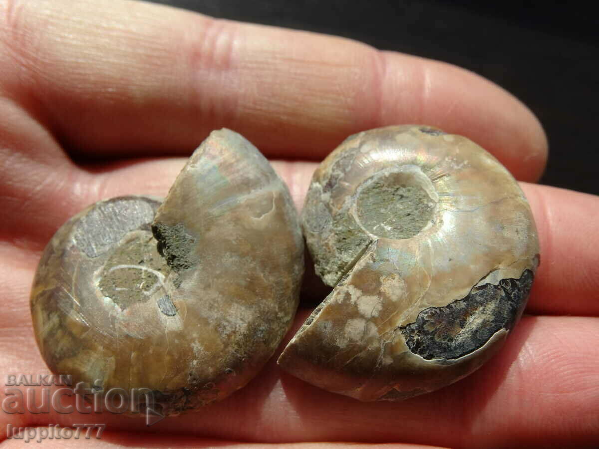 Delivery of 119.75 kth natural ammonite Jurassic 2 pcs. a pair Delivery of 119.75 kth natural ammonite Jurassic 2 pcs. a pair