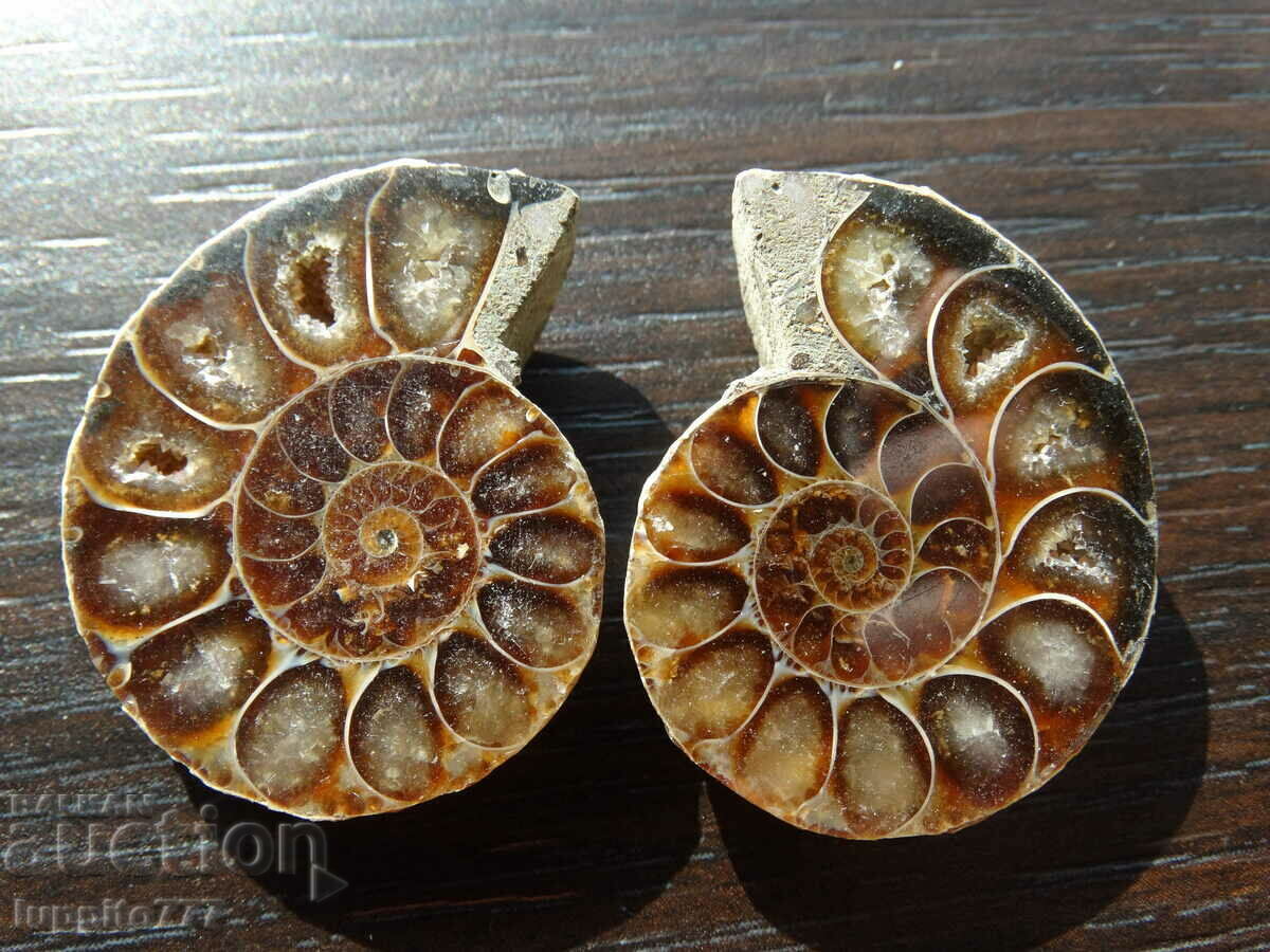 119.75 kth natural ammonite Jurassic 2 pcs. a pair
