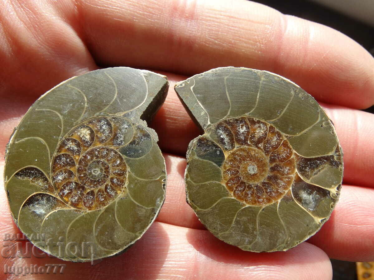 206.75 k natural ammonite Jurassic 2 pcs. a pair with price 99.00 BGN | € 50.62 206.75 k natural ammonite Jurassic 2 pcs. a pair with price 99.00 BGN | € 50.62