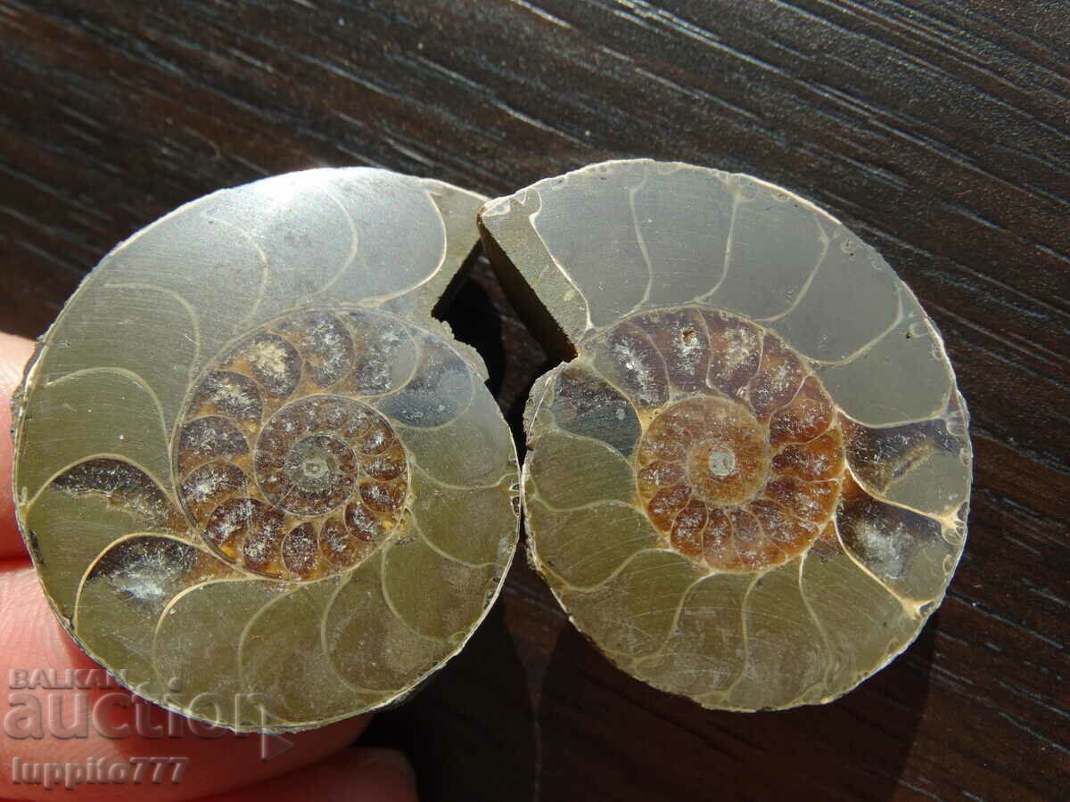 Auction 206.75 k natural ammonite Jurassic 2 pcs. a pair Auction 206.75 k natural ammonite Jurassic 2 pcs. a pair