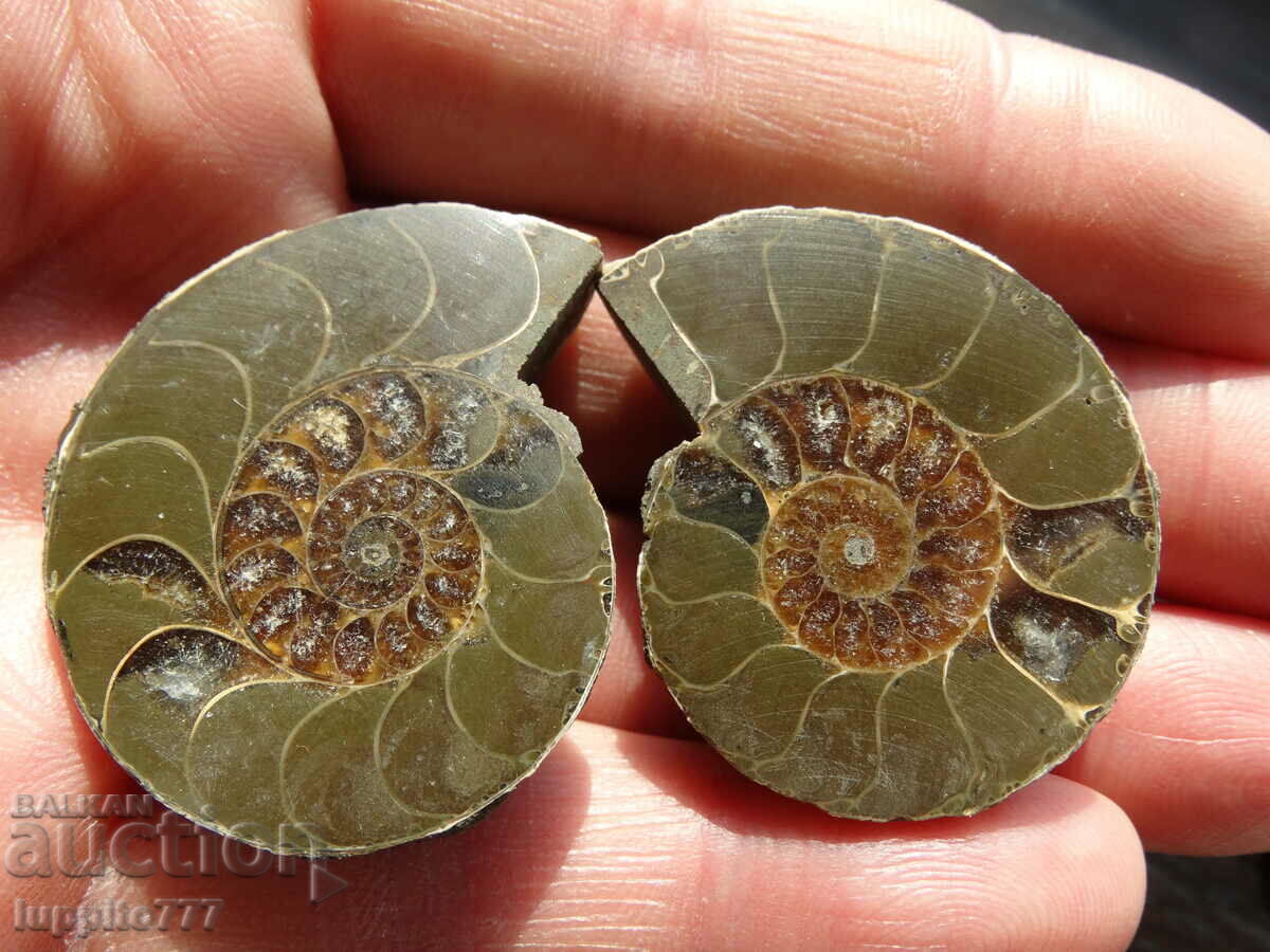 Delivery of 206.75 k natural ammonite Jurassic 2 pcs. a pair Delivery of 206.75 k natural ammonite Jurassic 2 pcs. a pair