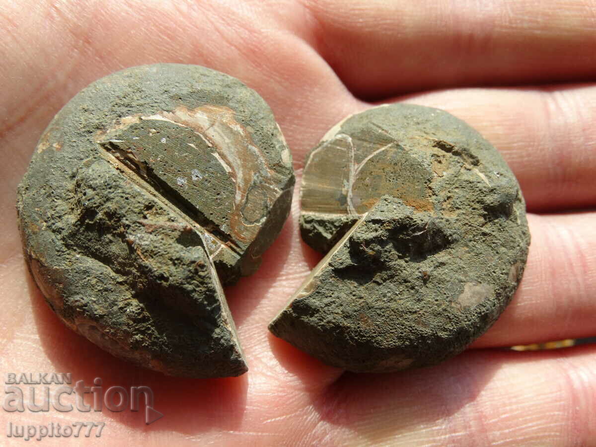 206.75 k natural ammonite Jurassic 2 pcs. a pair - 5 206.75 k natural ammonite Jurassic 2 pcs. a pair - 5