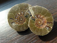 206.75 k natural ammonite Jurassic 2 pcs. a pair