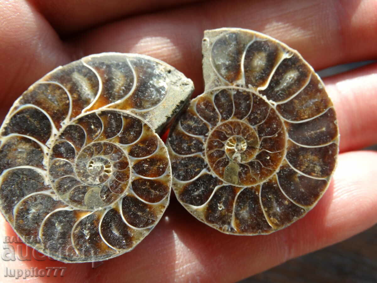 140.05 kth natural ammonite Jurassic 2 pcs. a pair with price 89.00 BGN | € 45.50