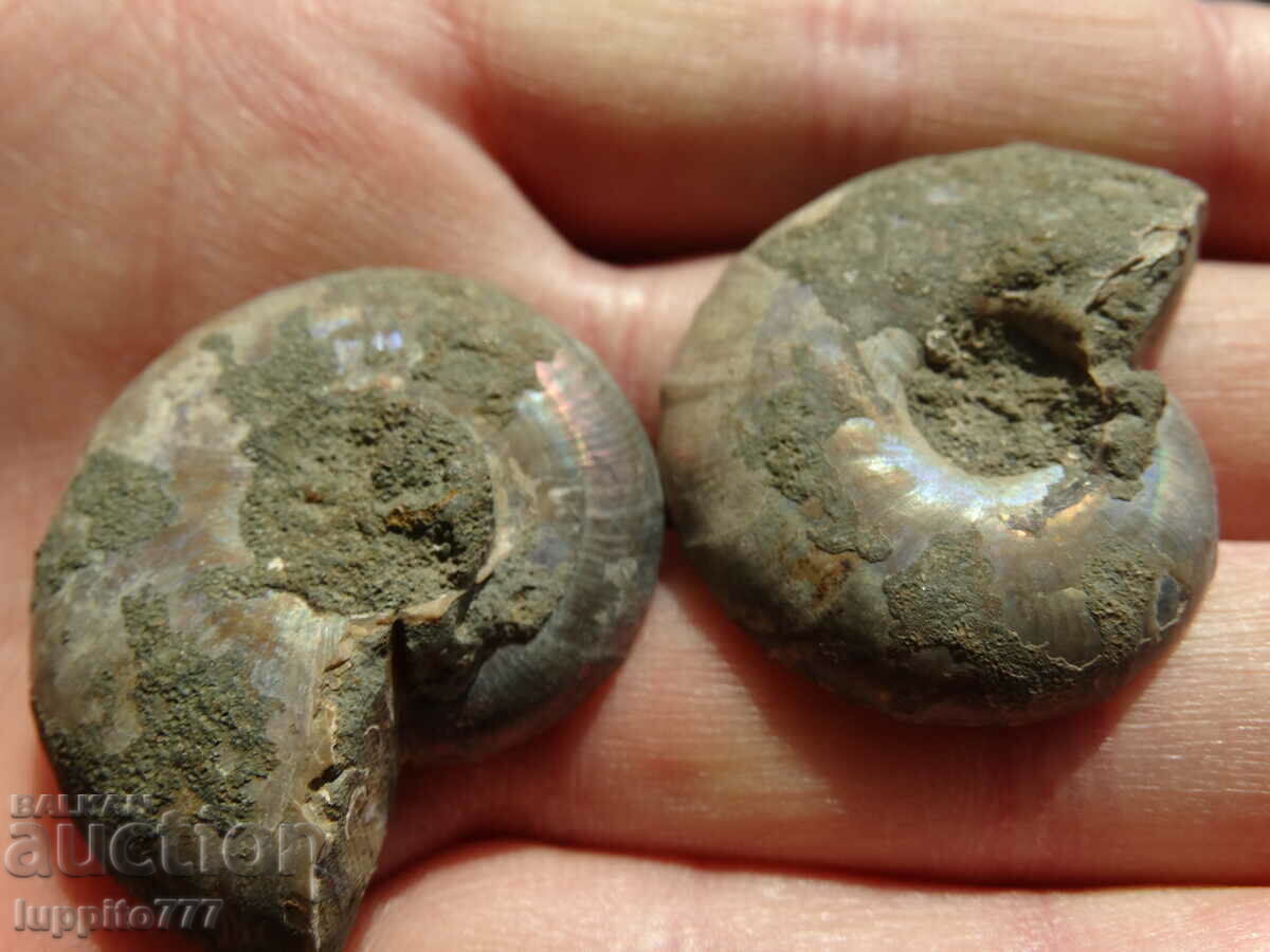 Auction  140.05 kth natural ammonite Jurassic 2 pcs. a pair
