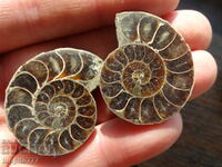140.05 kth natural ammonite Jurassic 2 pcs. a pair