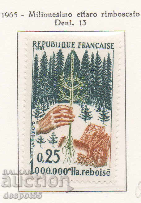 1965. France. Afforestation.