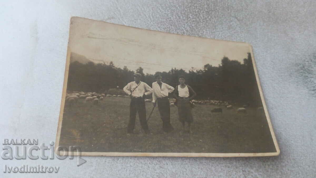 Photo Three young men with grazing sheep