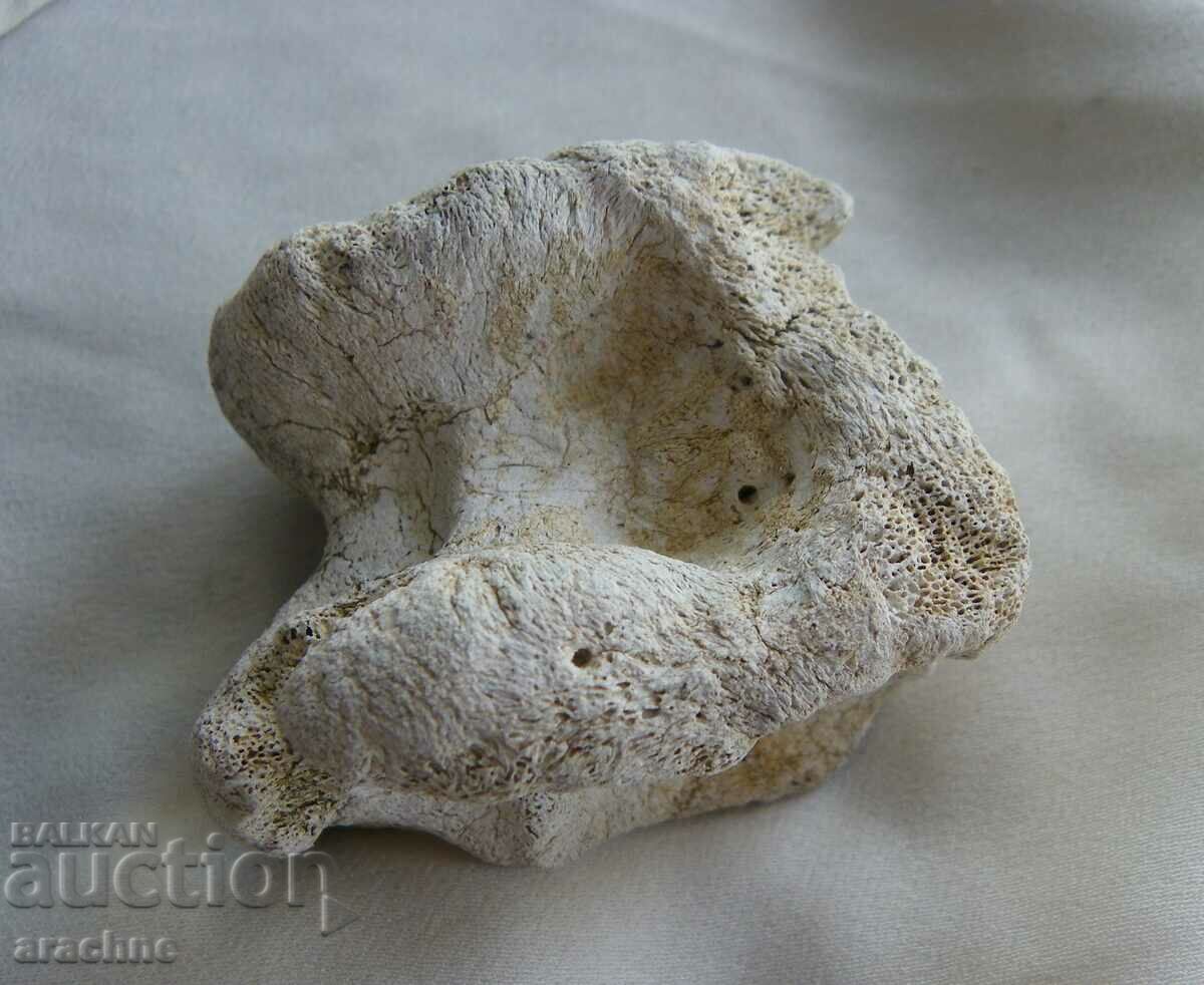 Astragalus/ashik/ of woolly rhinoceros - Ice Age with price 95.00 BGN | € 48.57