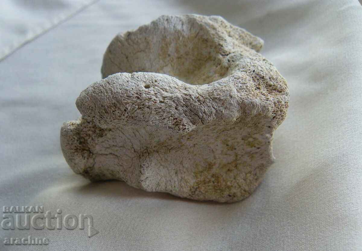 Auction  Astragalus/ashik/ of woolly rhinoceros - Ice Age