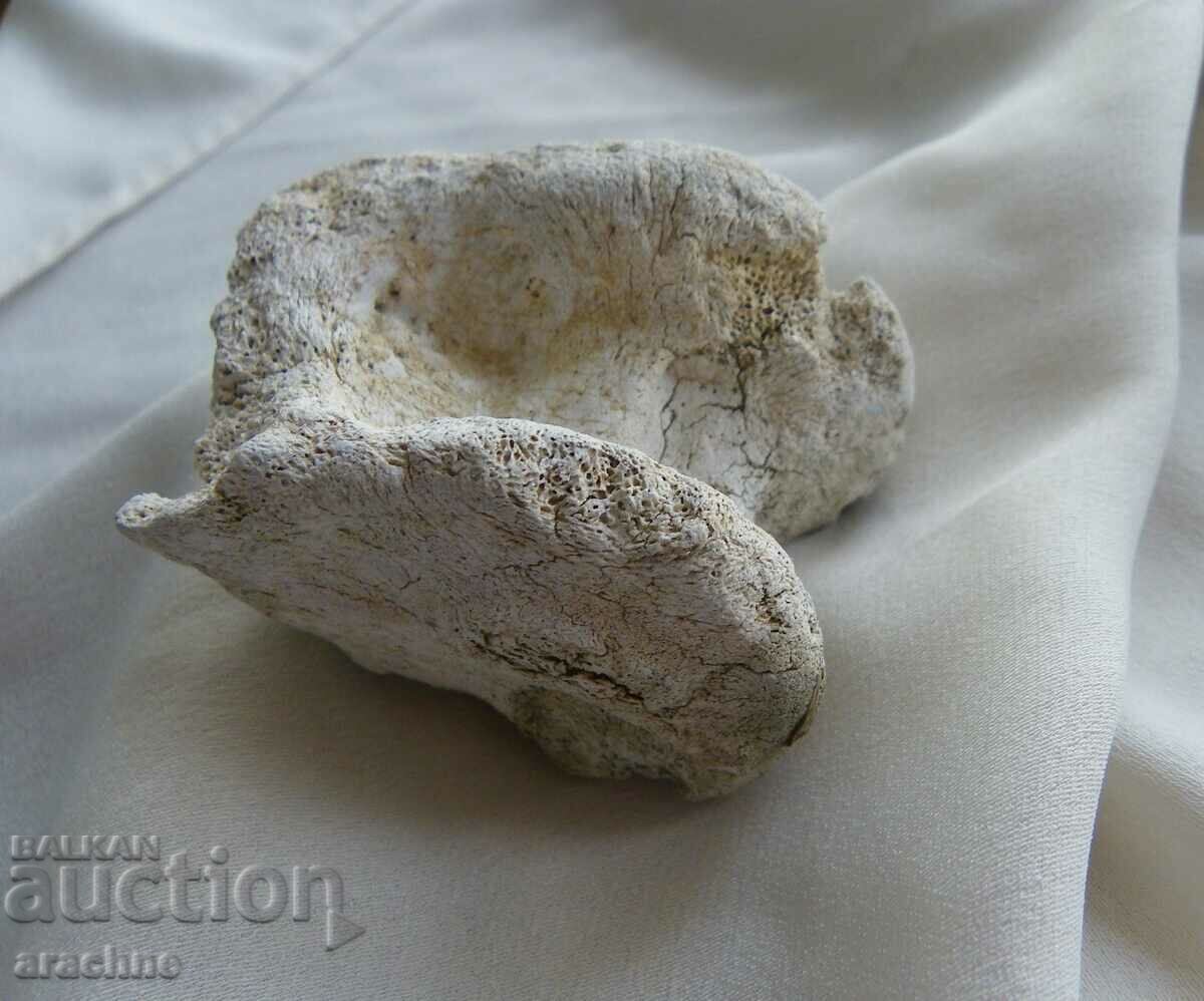 Delivery of Astragalus/ashik/ of woolly rhinoceros - Ice Age