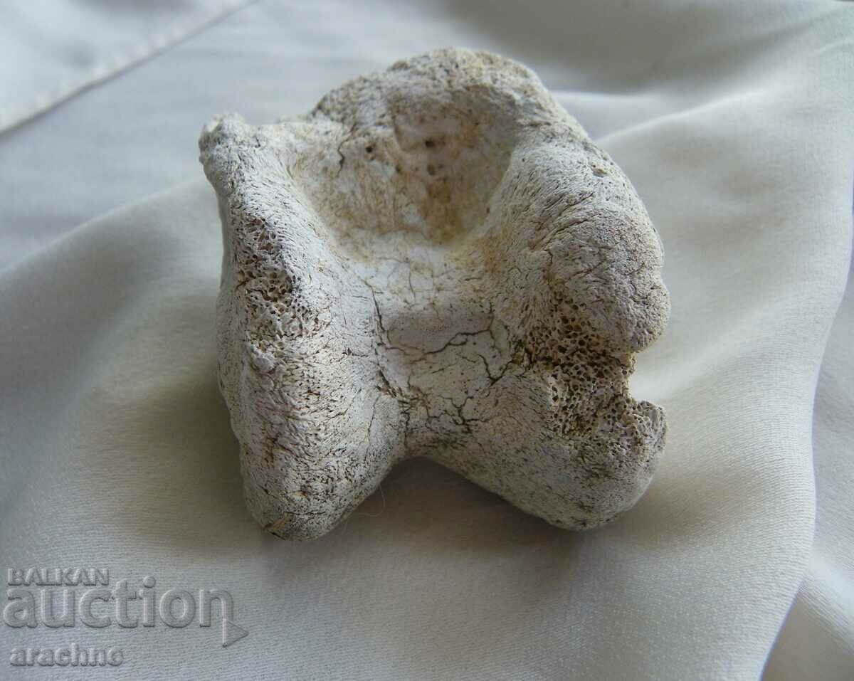 Astragalus/ashik/ of woolly rhinoceros - Ice Age - 5