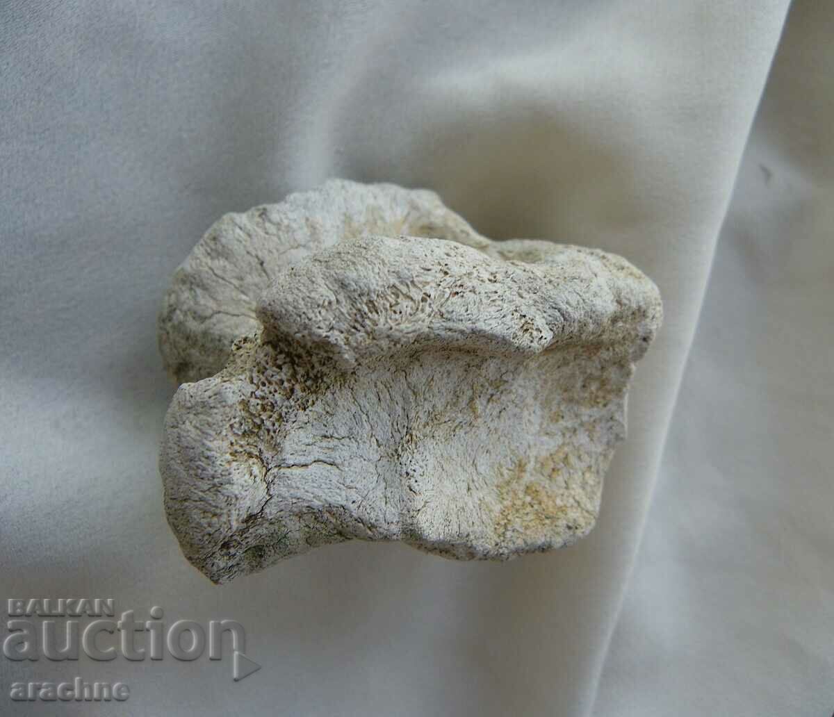 Astragalus/ashik/ of woolly rhinoceros - Ice Age - 7