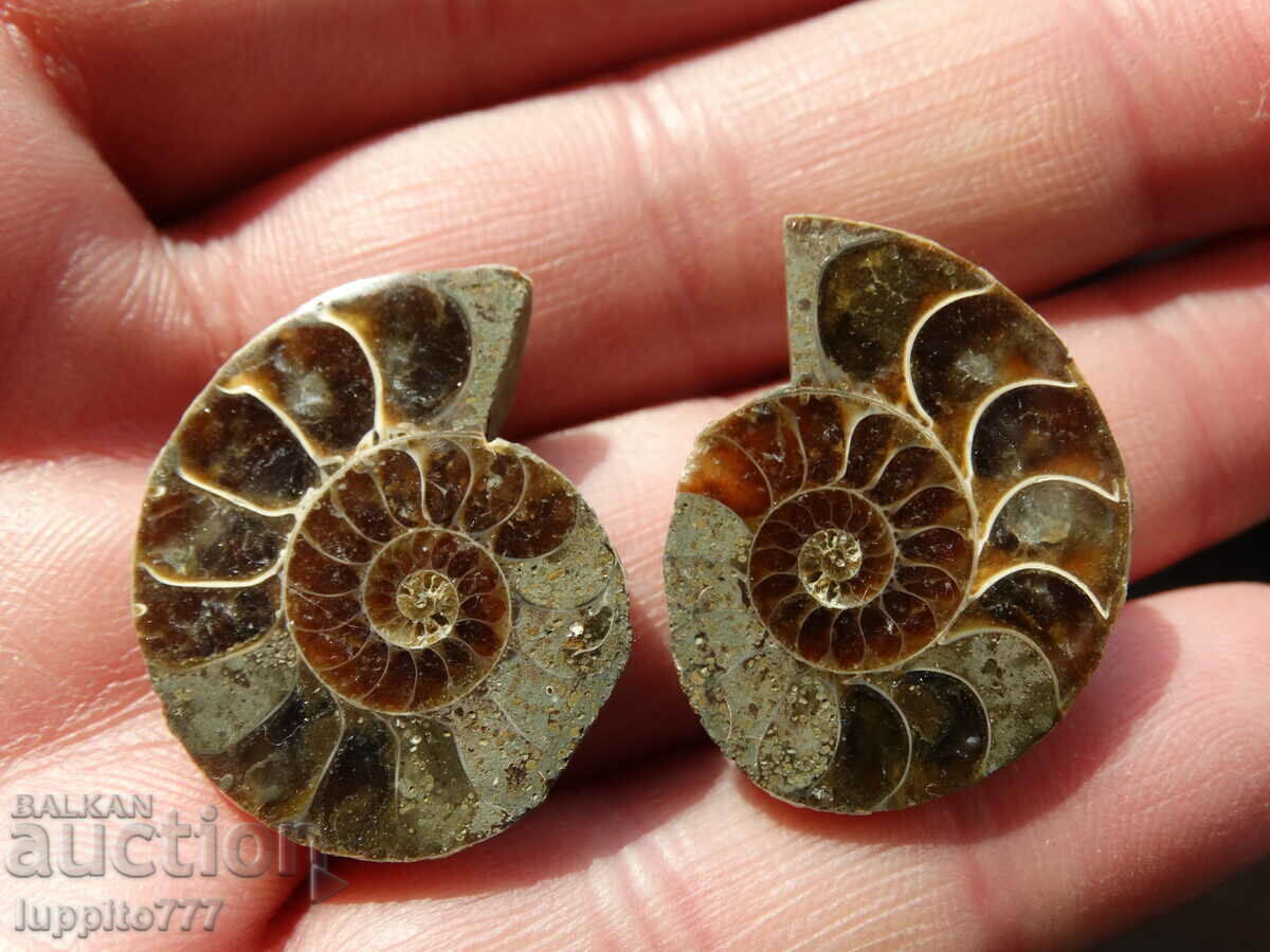 62.65 k natural ammonite Jurassic 2 pcs. a pair with price 79.00 BGN | € 40.39 62.65 k natural ammonite Jurassic 2 pcs. a pair with price 79.00 BGN | € 40.39