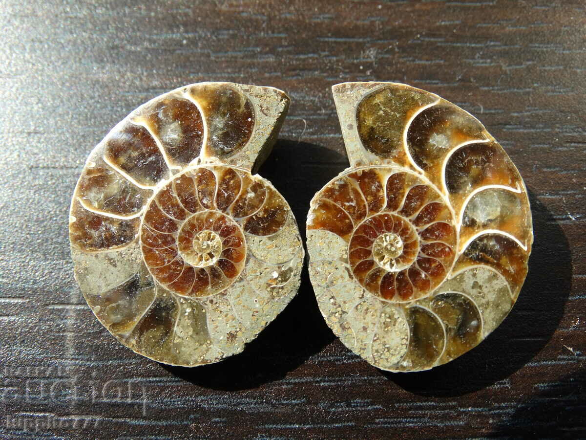 Auction 62.65 k natural ammonite Jurassic 2 pcs. a pair Auction 62.65 k natural ammonite Jurassic 2 pcs. a pair