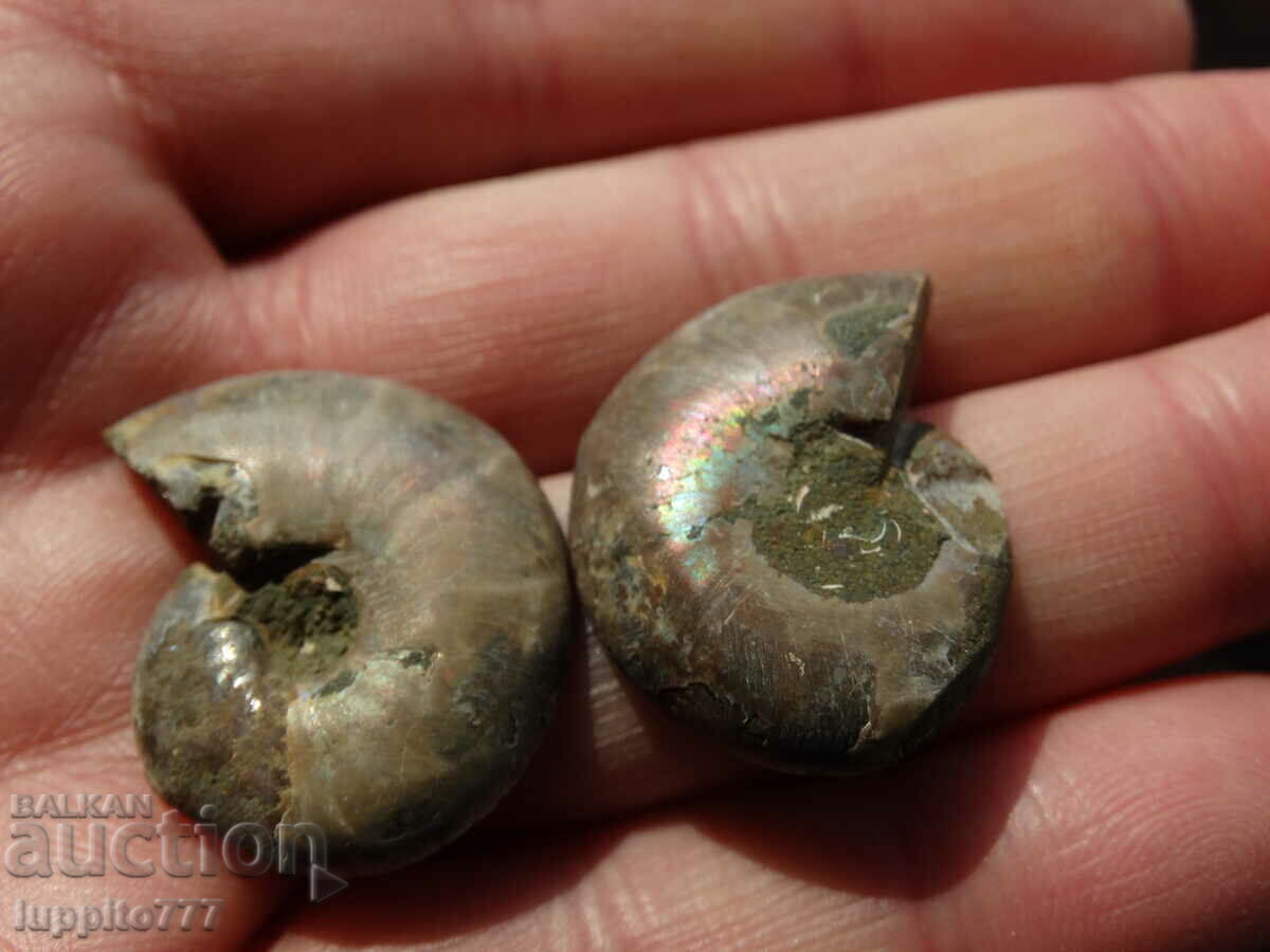 Delivery of 62.65 k natural ammonite Jurassic 2 pcs. a pair Delivery of 62.65 k natural ammonite Jurassic 2 pcs. a pair