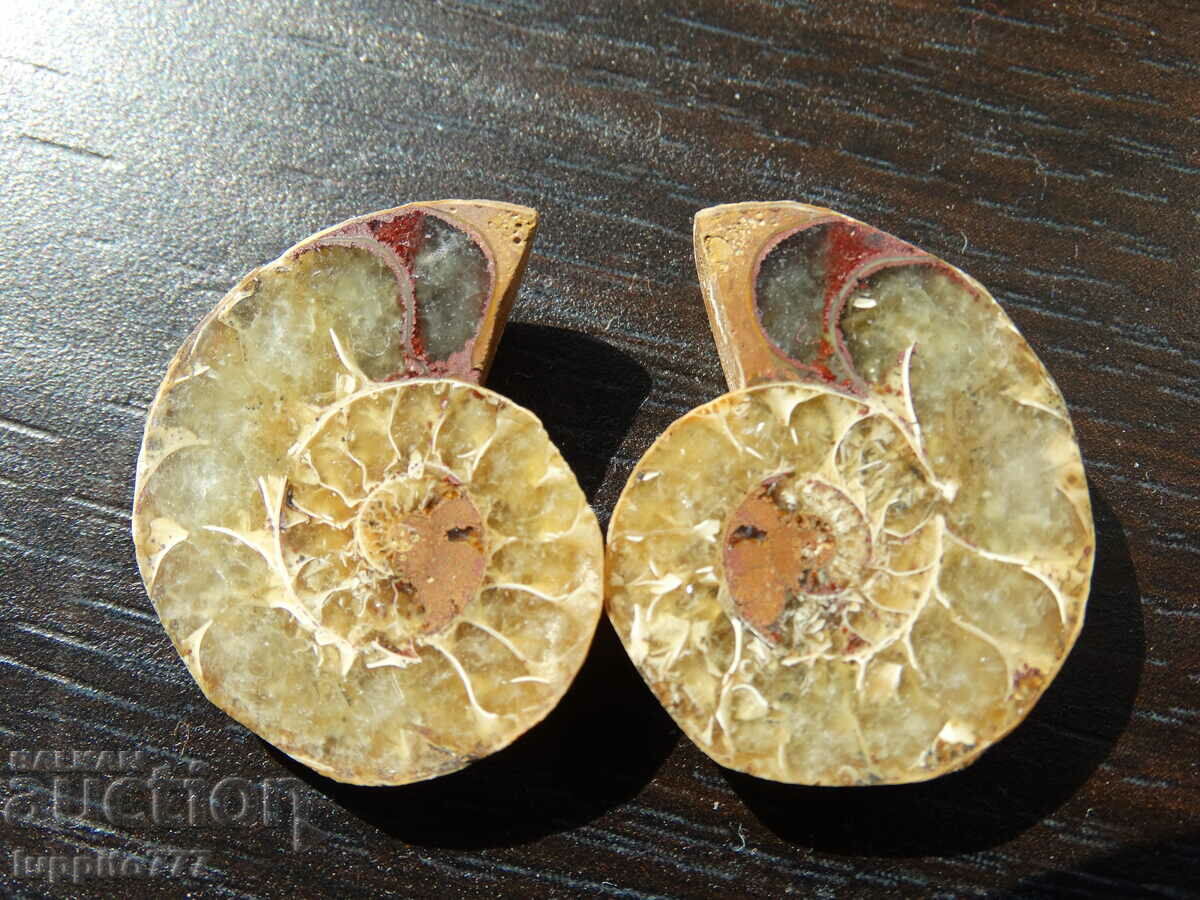 47.50 k natural ammonite Jurassic 2 pcs. a pair with price 79.00 BGN | € 40.39