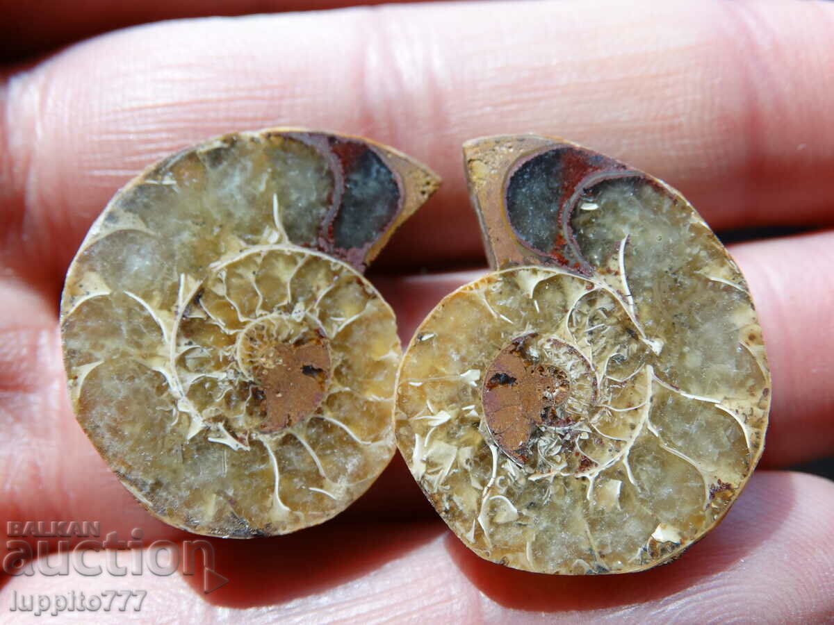 Auction  47.50 k natural ammonite Jurassic 2 pcs. a pair