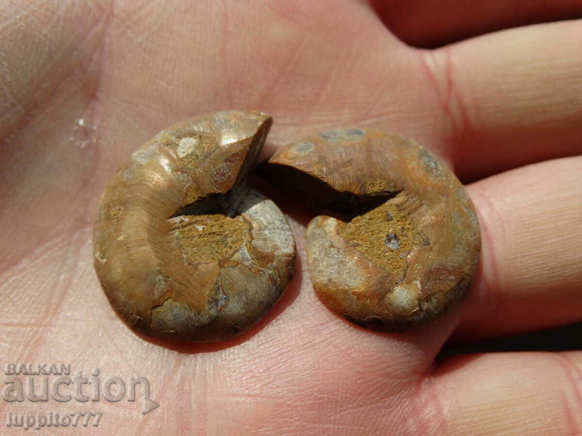 Delivery of 47.50 k natural ammonite Jurassic 2 pcs. a pair