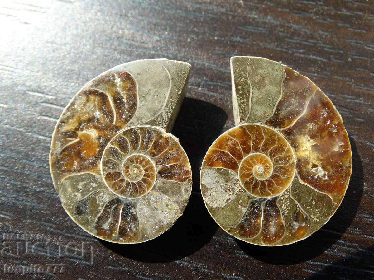 50,00 k φυσικός αμμωνίτης Jurassic 2 τεμ. ένα ζεύγος με τιμή 79.00 BGN | € 40.39 50,00 k φυσικός αμμωνίτης Jurassic 2 τεμ. ένα ζεύγος με τιμή 79.00 BGN | € 40.39