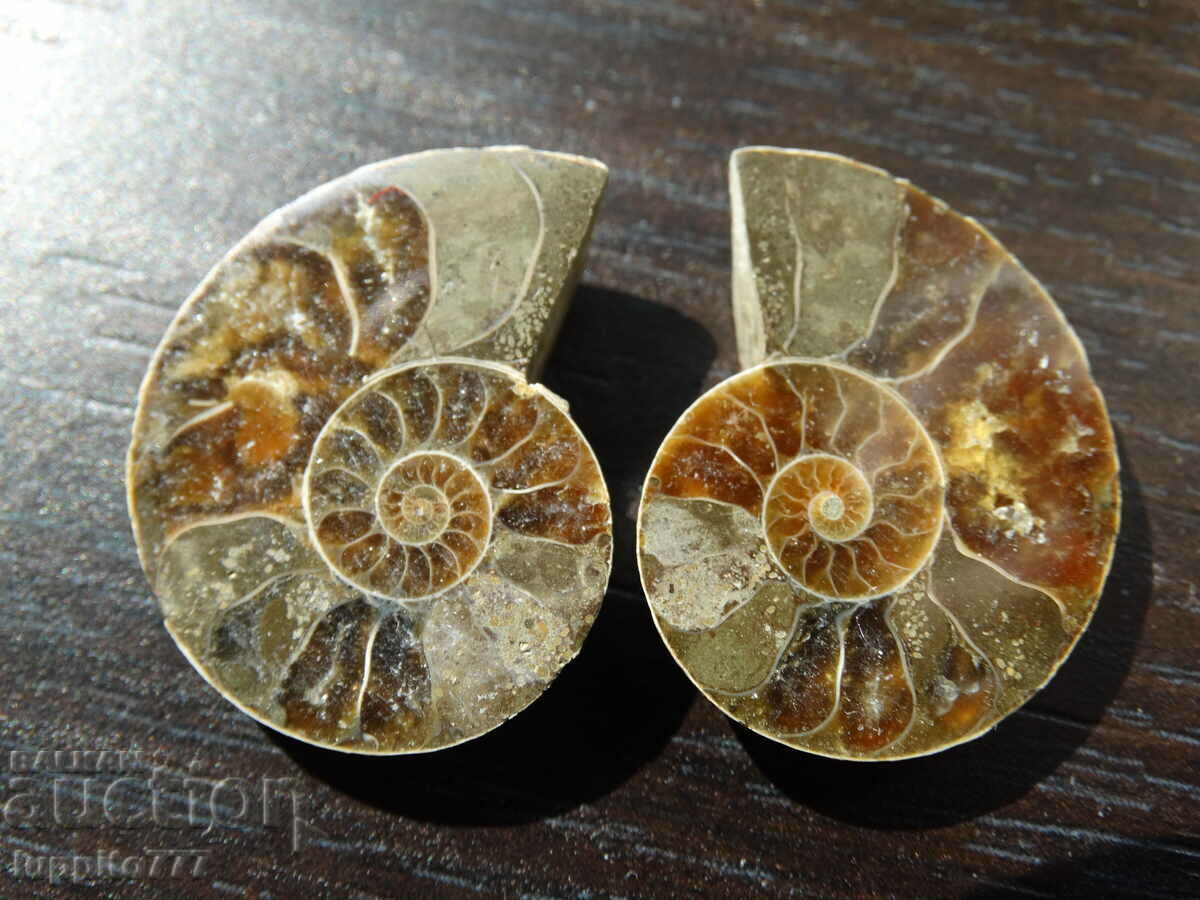 Δημοπρασία 50,00 k φυσικός αμμωνίτης Jurassic 2 τεμ. ένα ζεύγος Δημοπρασία 50,00 k φυσικός αμμωνίτης Jurassic 2 τεμ. ένα ζεύγος