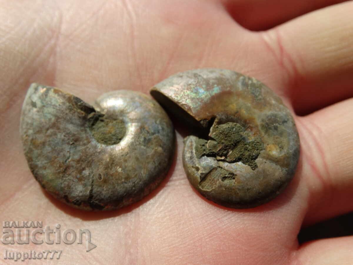 Παράδοση 50,00 k φυσικός αμμωνίτης Jurassic 2 τεμ. ένα ζεύγος Παράδοση 50,00 k φυσικός αμμωνίτης Jurassic 2 τεμ. ένα ζεύγος