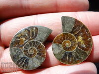 50.00 k natural ammonite Jurassic 2 pcs. a pair