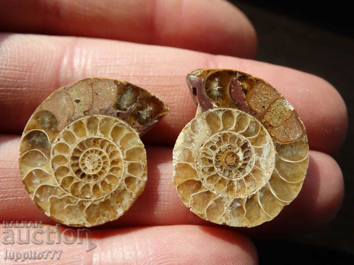 39,90 kth φυσικός αμμωνίτης Jurassic 2 τεμ. ένα ζεύγος με τιμή 79.00 BGN | € 40.39