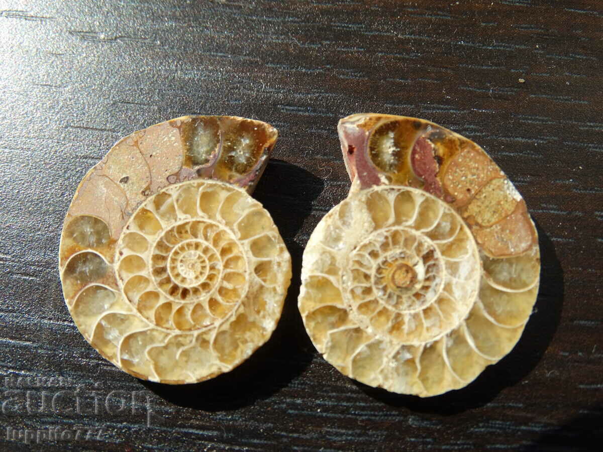 Δημοπρασία 39,90 kth φυσικός αμμωνίτης Jurassic 2 τεμ. ένα ζεύγος