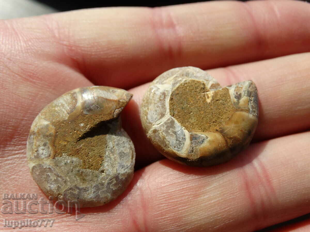 Παράδοση 39,90 kth φυσικός αμμωνίτης Jurassic 2 τεμ. ένα ζεύγος