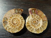39.90 kth natural ammonite Jurassic 2 pcs. a pair