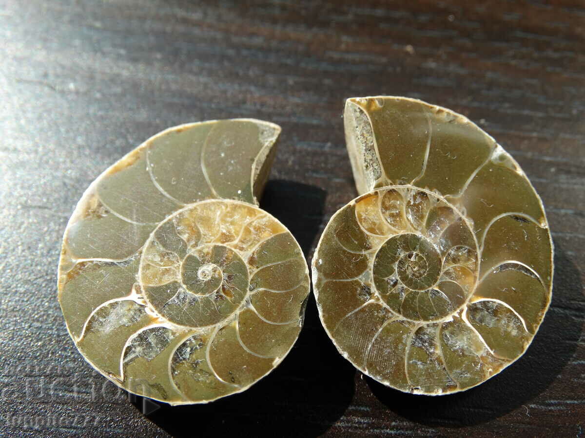 66.35 k natural ammonite Jurassic 2 pcs. a pair with price 79.00 BGN | € 40.39