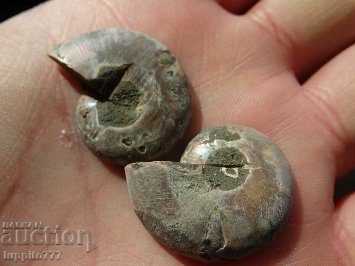 Delivery of 66.35 k natural ammonite Jurassic 2 pcs. a pair