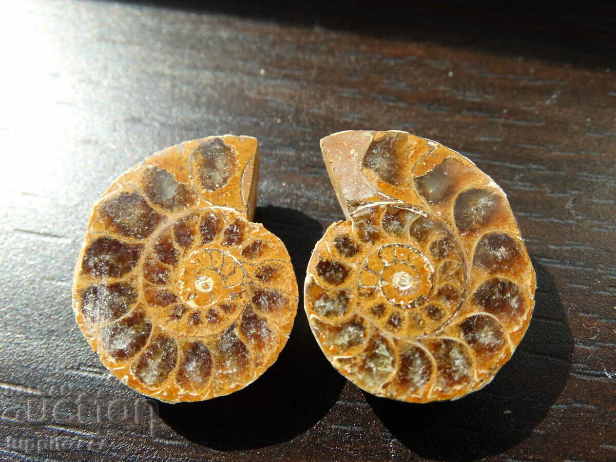 47.80 k natural ammonite Jurassic 2 pcs. a pair with price 79.00 BGN | € 40.39 47.80 k natural ammonite Jurassic 2 pcs. a pair with price 79.00 BGN | € 40.39