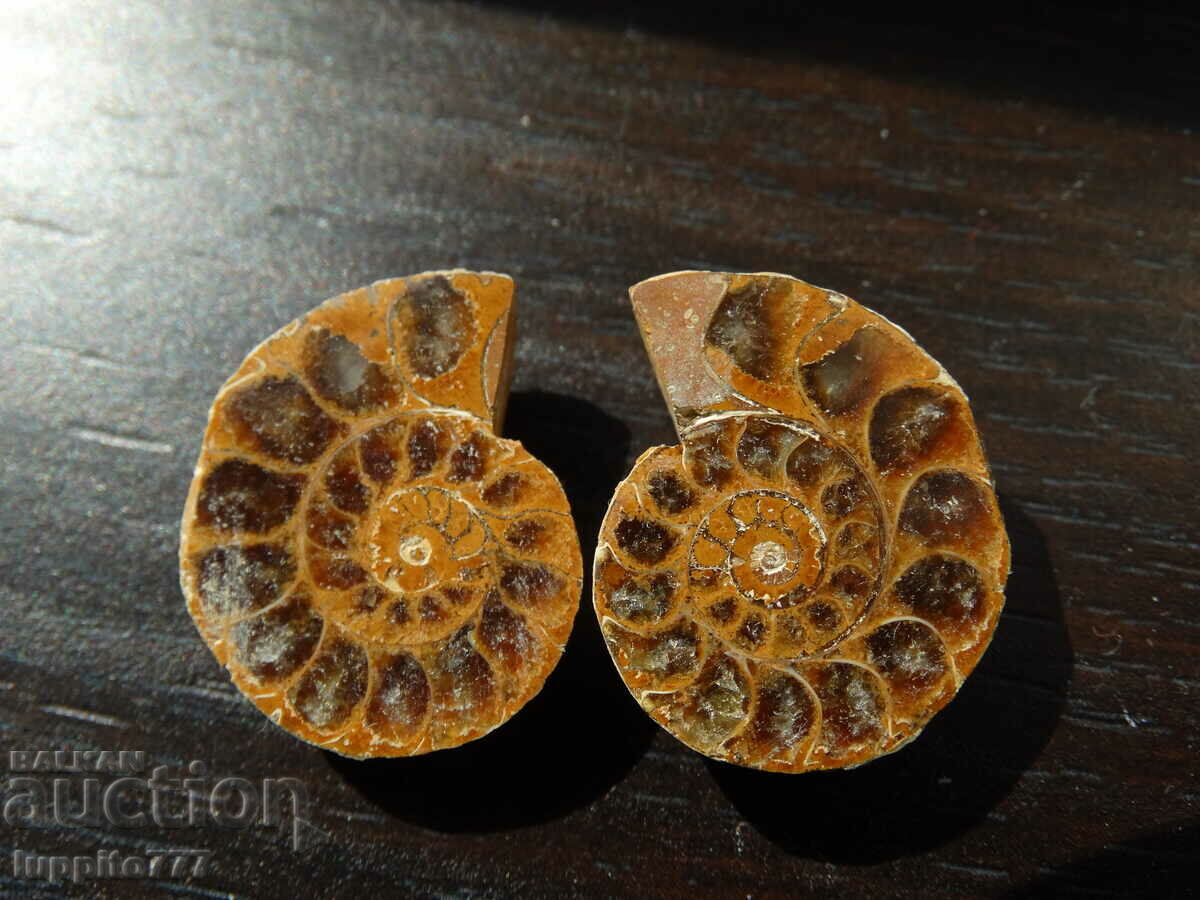 Auction 47.80 k natural ammonite Jurassic 2 pcs. a pair Auction 47.80 k natural ammonite Jurassic 2 pcs. a pair