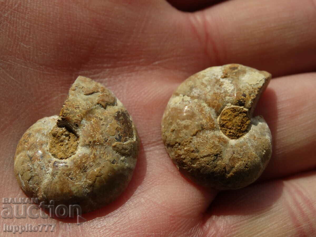 Delivery of 47.80 k natural ammonite Jurassic 2 pcs. a pair Delivery of 47.80 k natural ammonite Jurassic 2 pcs. a pair